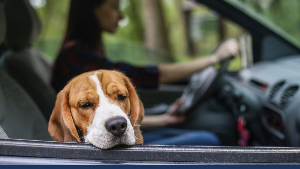 Dog Motion Sickness: Symptoms and Tips