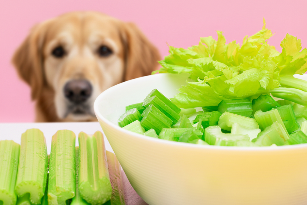 Can Dogs Eat Celery? Vet-Approved Safety, Benefits & Serving Guide