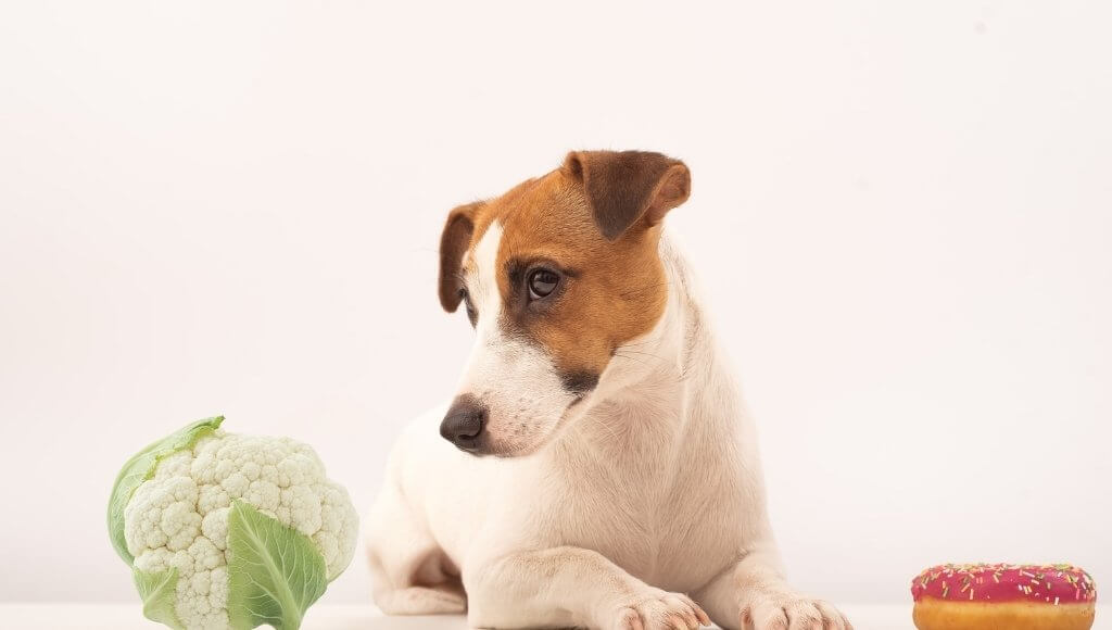 Can Dogs Eat Cauliflower Raw or Cooked? [Aussie Dog Nutrition Guide]
