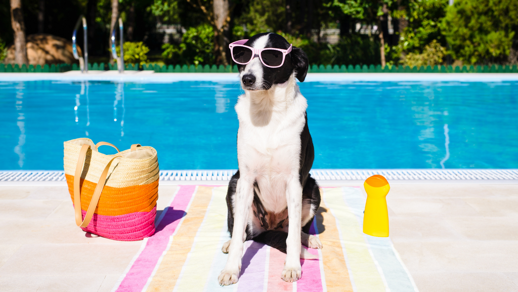 Sun Management & Dog Sunscreen: An Australian Guide to Protecting Your Doggo
