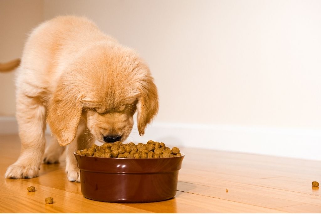 how to make dog food with chicken