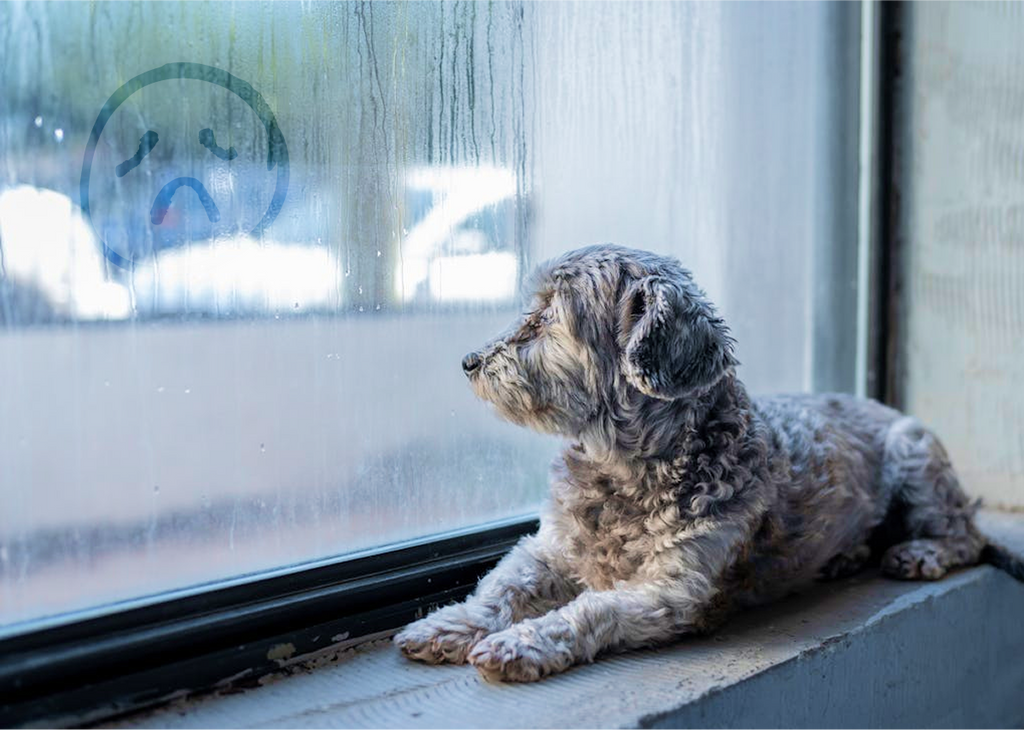 10 Fun and Creative Ways to Keep Your Dog Entertained on Chilly or Rainy Days!