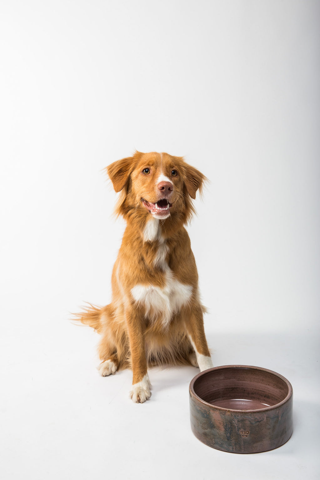 Is Wet Dog Food Good for Dogs?