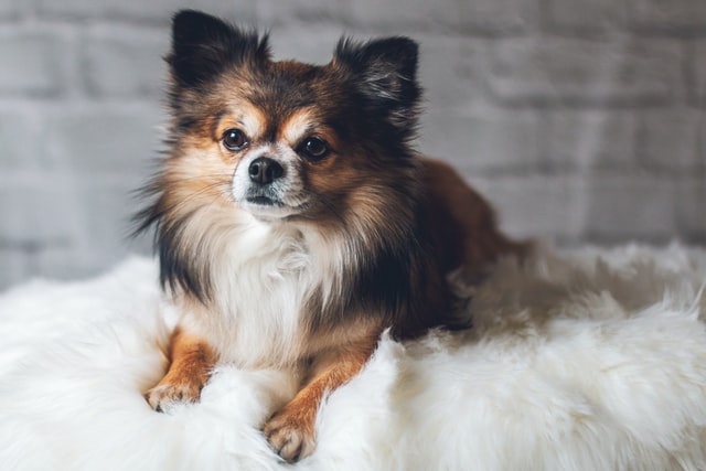 Healthy dog with a soft shiny coat
