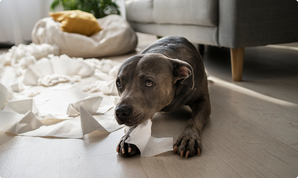 Can diet help dogs with anxiety?