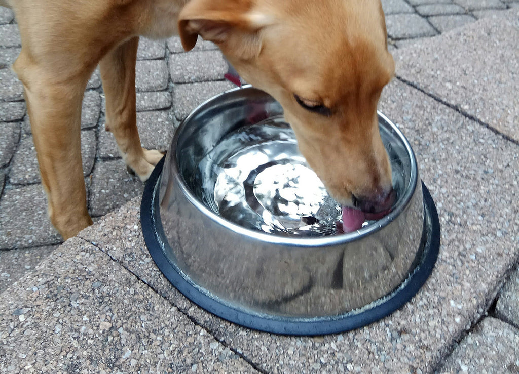 Biofilm and the importance of washing your dog’s water bowl