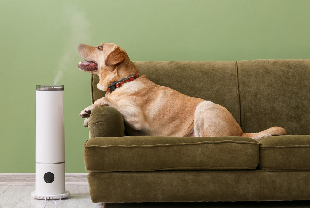 Dangerous Essential Oils for Dogs