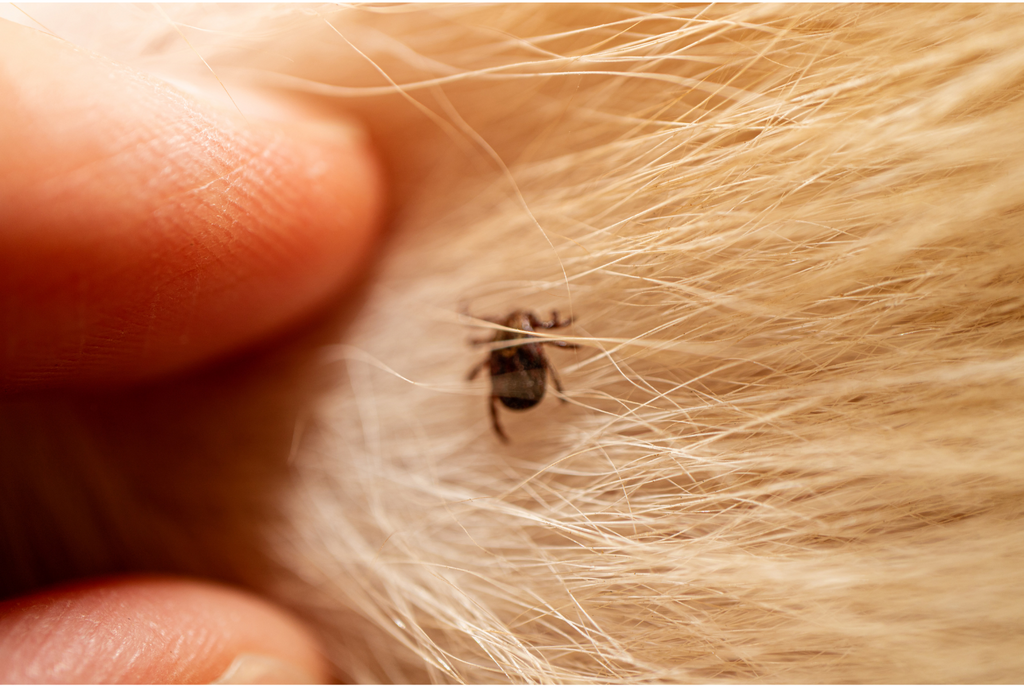 Ticks on Dogs: A Growing Problem