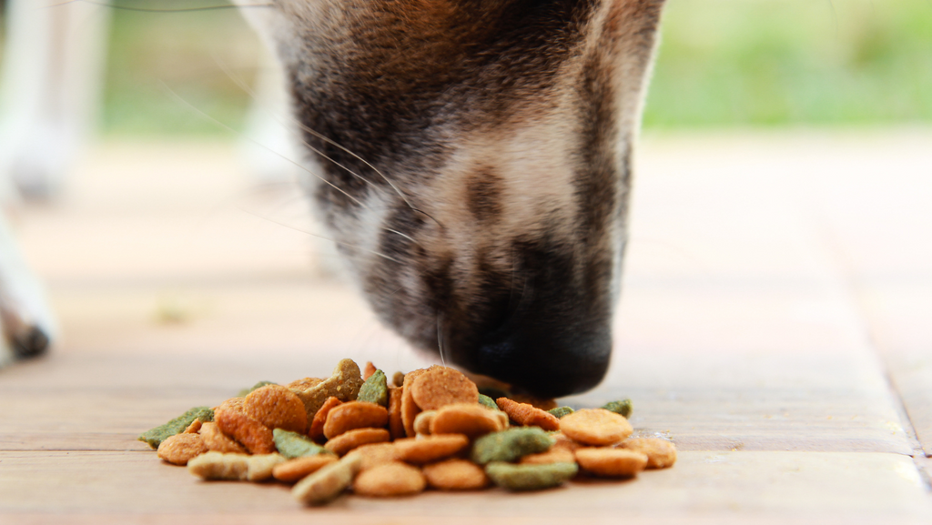 Dog Food Recalls in Australia: What You Need to Know