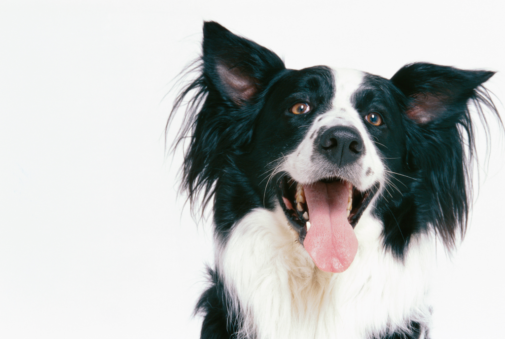 Intelligent and Energetic - Border Collies