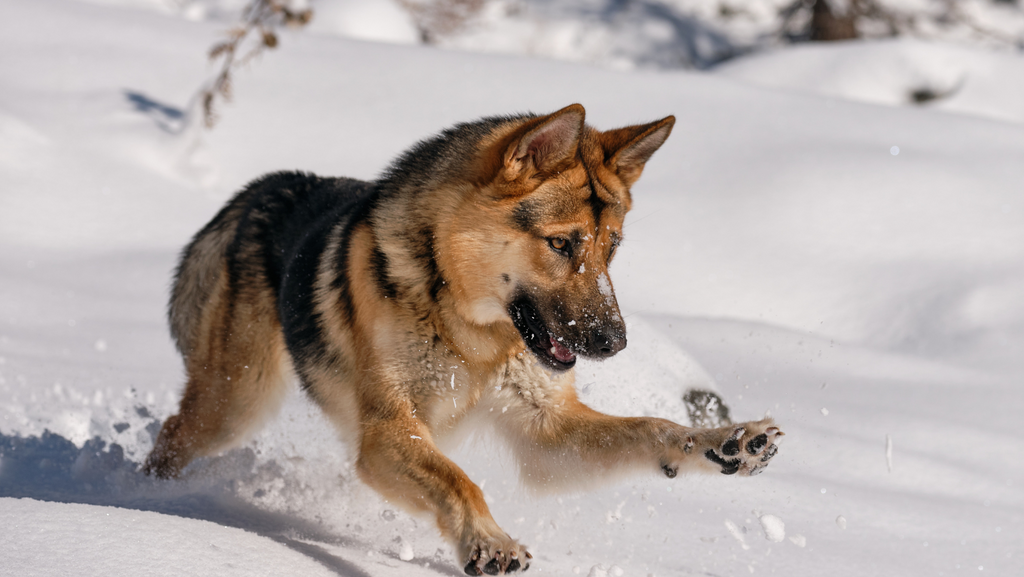 German Shepherds: Picture Perfect Dogs