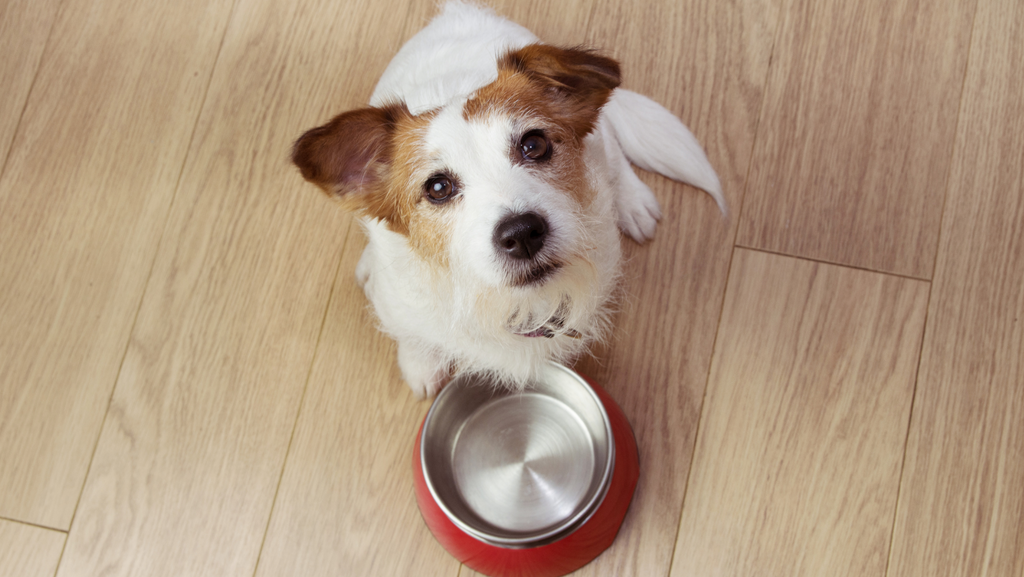 How Long Can a Dog Go Without Eating?