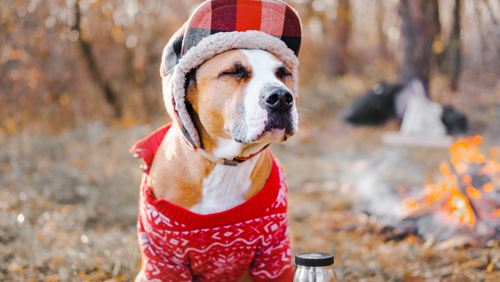 Chase Away the Chills–Which Breeds Need Assistance with Winter Clothing