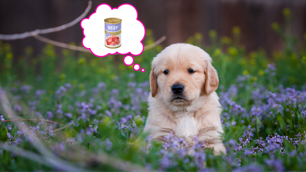 Wet Dog Food for Puppies: Getting Started on the Right Paw