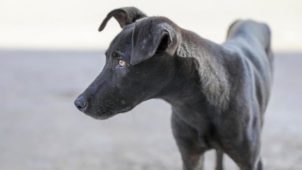 How to Fatten Up a Dog: 7 Easy Tips to Get Your Dog Eating ASAP