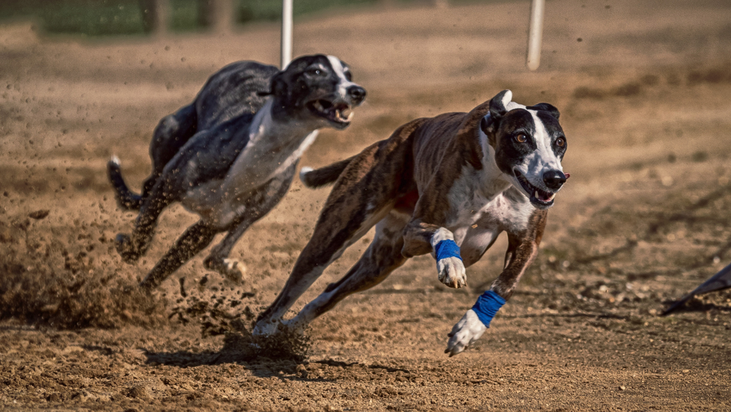 Bred to Run: Adopting a Retired Greyhound
