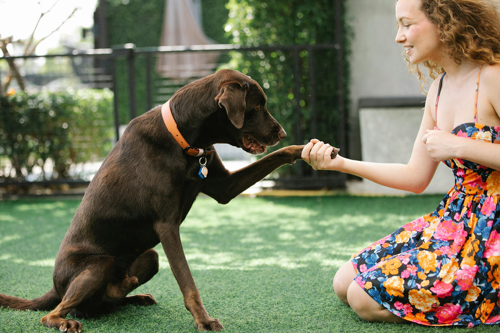 How to Socialise a Shy Dog (Before Spring Arrives)