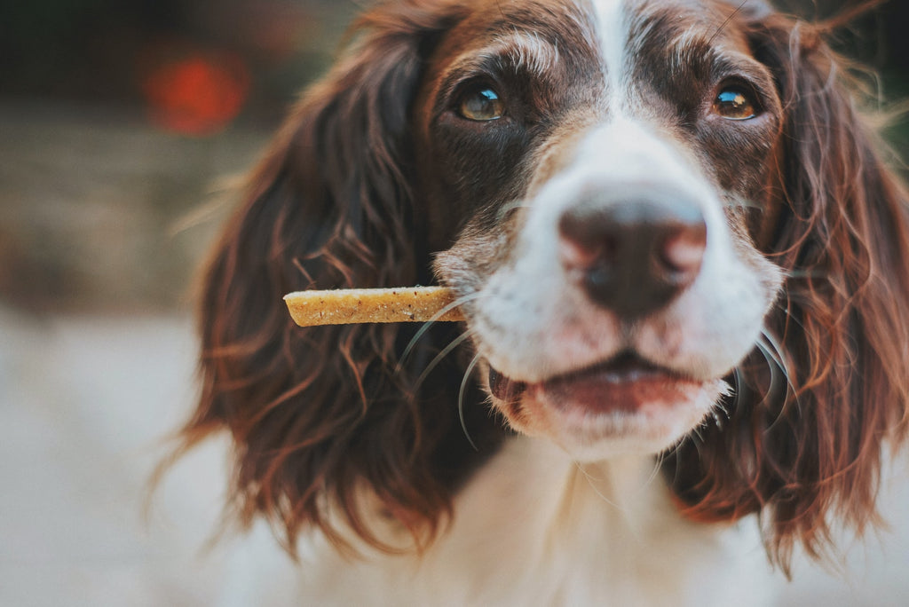 Best Treats For Dogs - A Selection Guide
