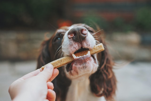 Are Dog Dental Chews Worth the Money?