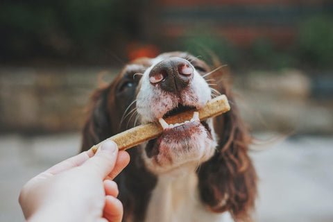Test - Are dog dental chews worth the money?