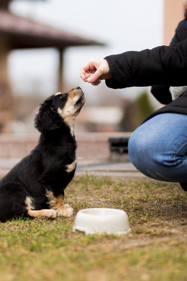 What Are the Best Times to Feed a Puppy?