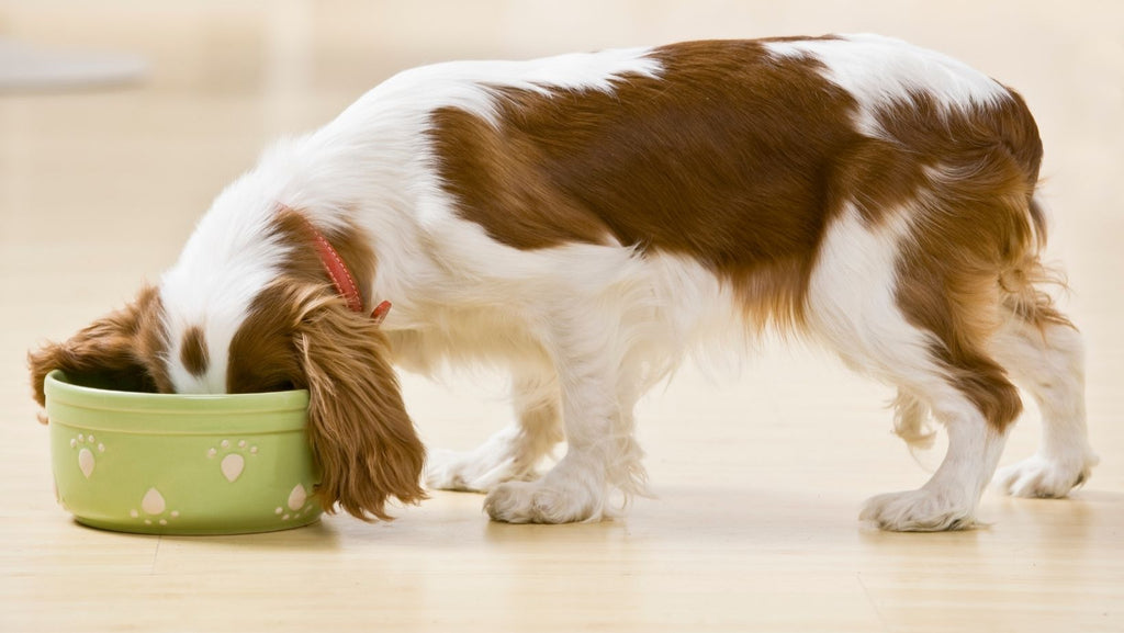 The Benefits of Low Fat Dry Dog Food