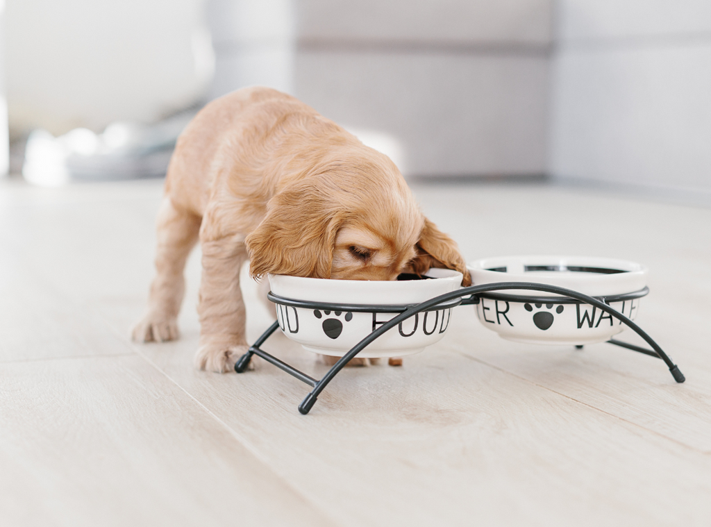 Can Puppies Eat Adult Dog Food?