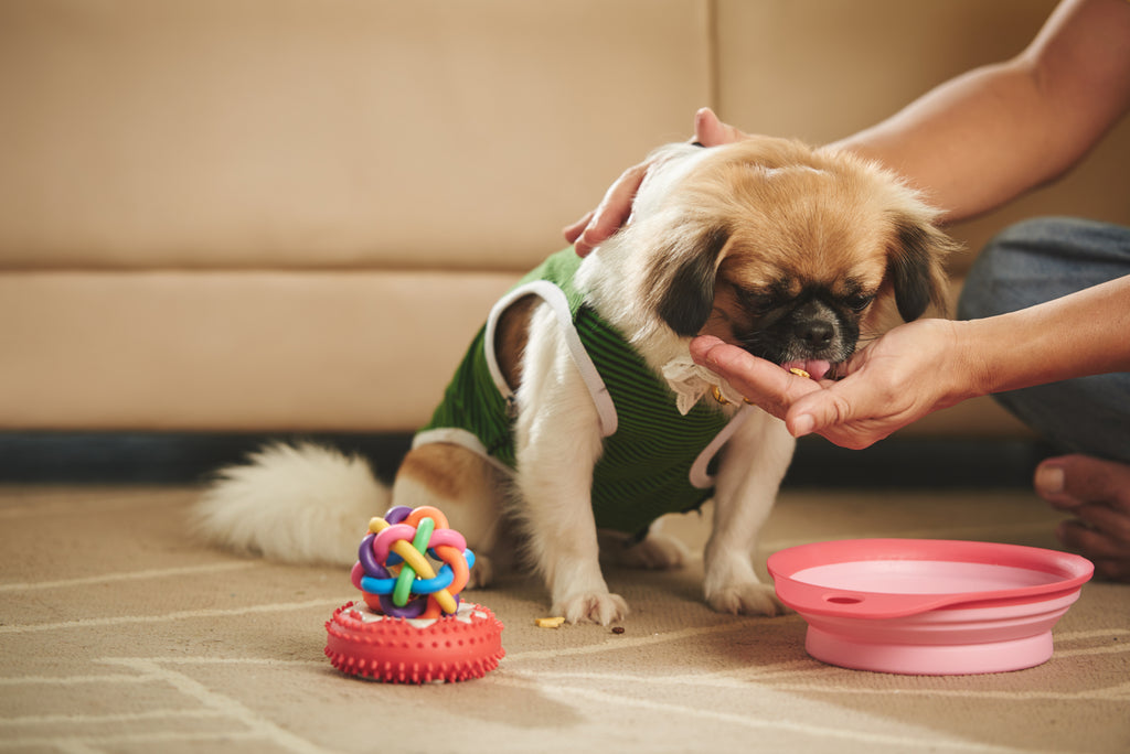 Puppy Feeding Schedule: How Often Should You Feed Your Puppy?