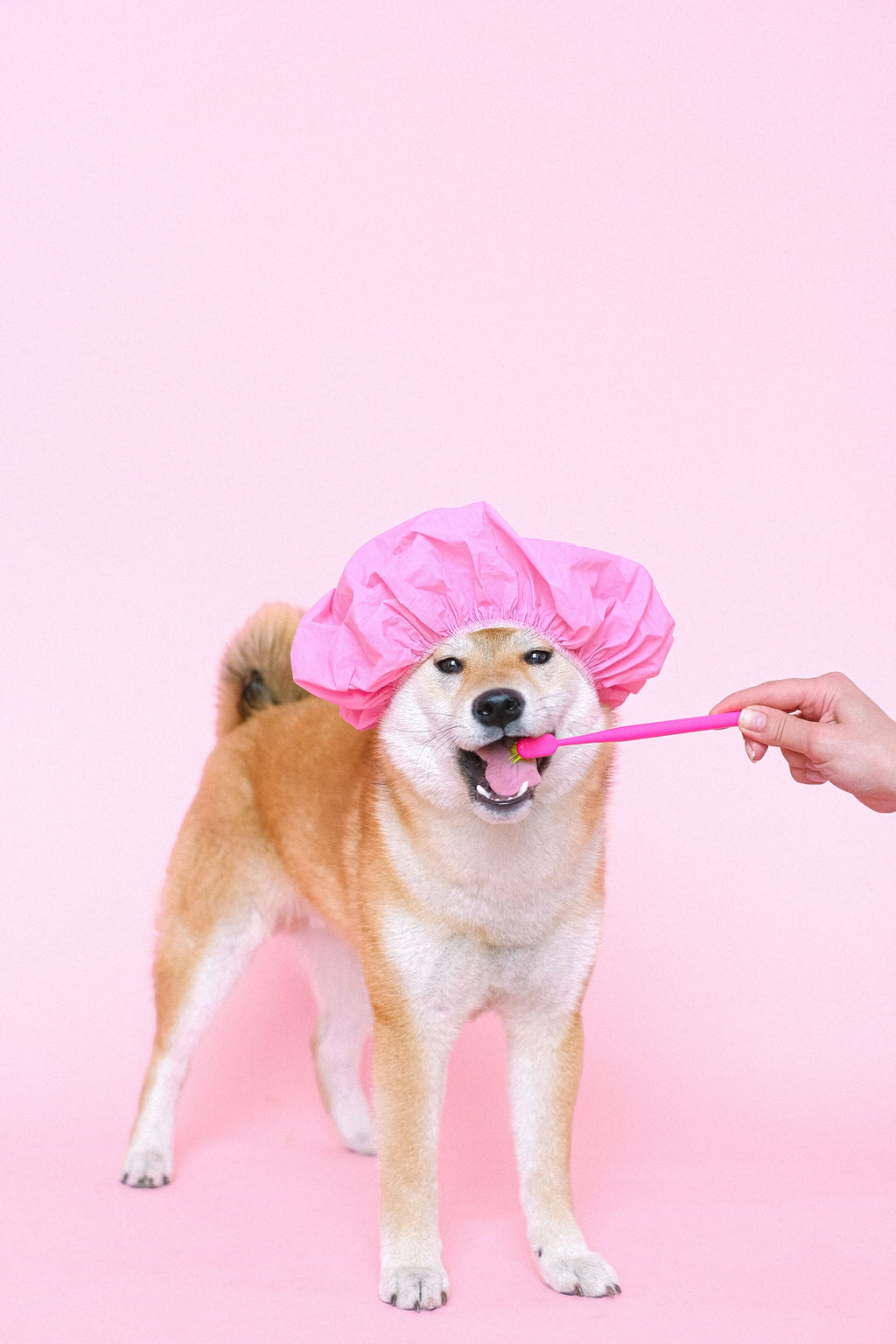 How to Guide: Dog Grooming at Home