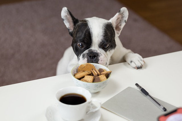 5 Bad Dog Treats for Dogs
