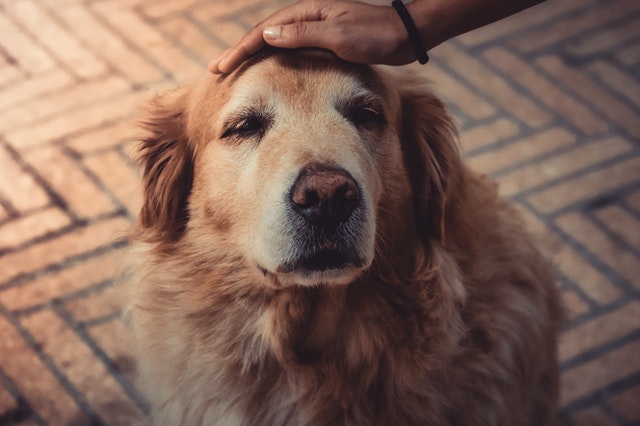 Glucosamine and Chondroitin for Dogs: Simple Supplements with a Major Impact on Joint Health