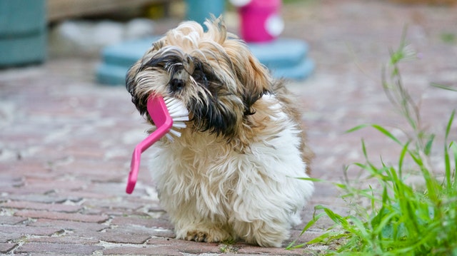 A Complete Guide to Dog Dental Care