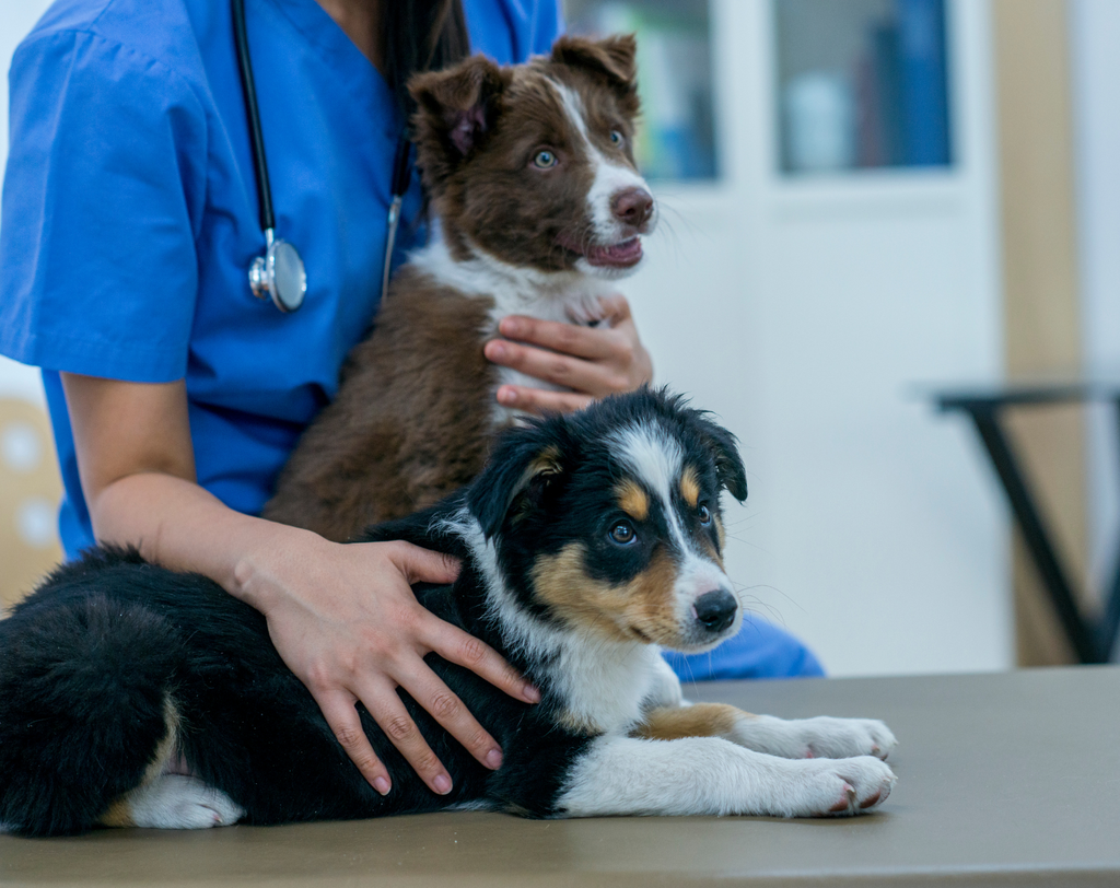 Finding a Vet for Your Puppy or New Dog: Tips for the Pawfect Match