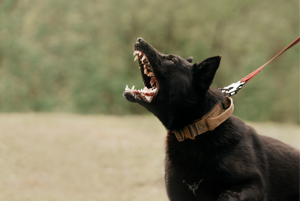 Dog Reactivity: How to Train Your Dog to Be Less Reactive