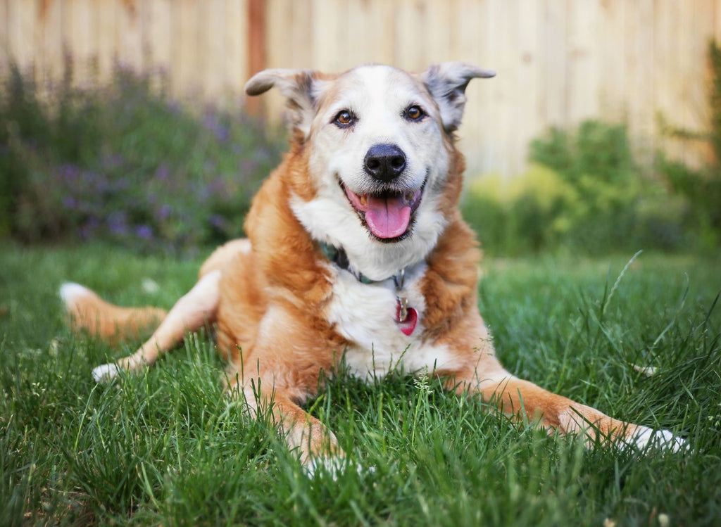 Why You Should Consider Adopting a Senior Dog