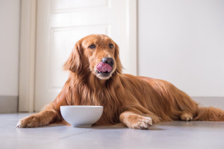 Dog Feeding 101: Big Dog Food