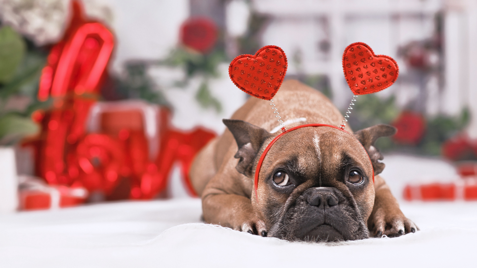 5 Valentine’s Day Dates for Dogs & Their Owners | Petzyo