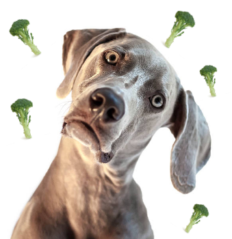 Can Dogs Be Vegan?