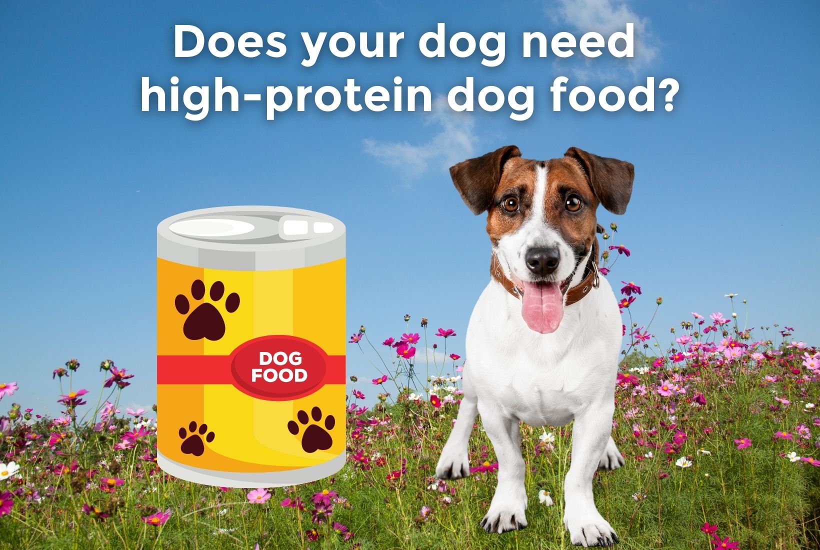 High protein outlet soft dog food