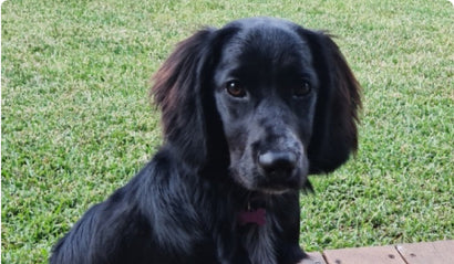 Black dog staring directly at camera
