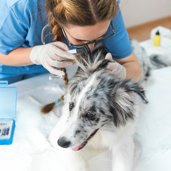 Australian shepherd is getting checked by vet