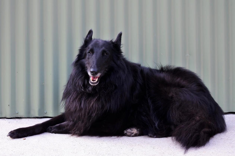 Belgian Groenendael (Belgian Sheepdog) dog breed