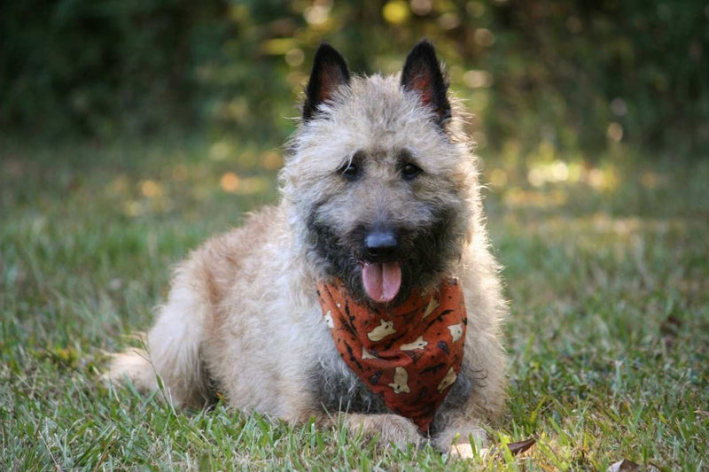 Belgian Laekenois dog breed