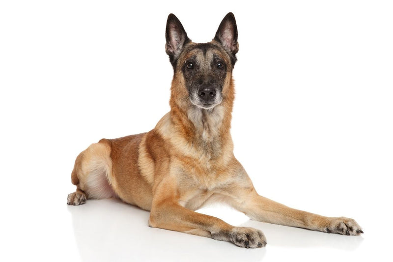 Belgian Malinois lying on white surface