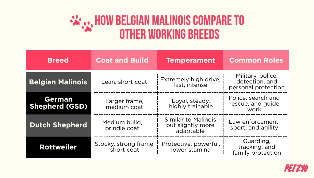 Belgian Malinois Comparison Chart with Other Working Breeds 