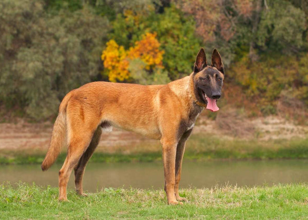 Belgian Malinois dog outdoor