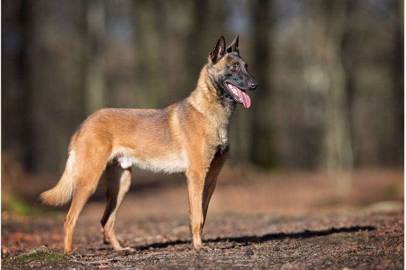 Belgian Malinois dog breed 