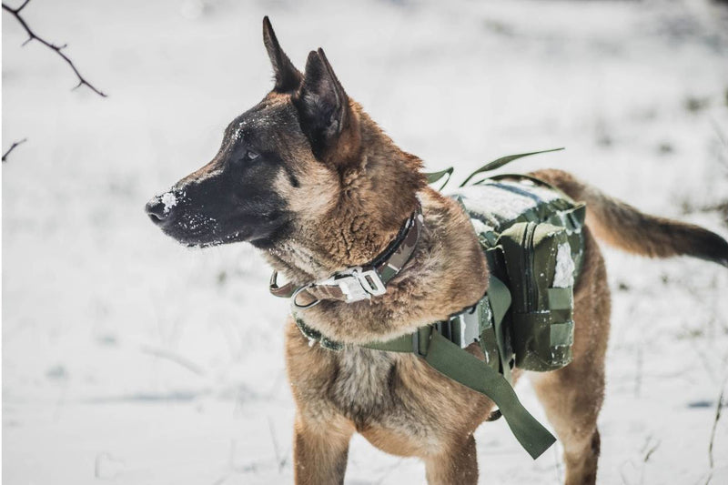 Belgian Malinois Dog wearing a tactical harness in the military