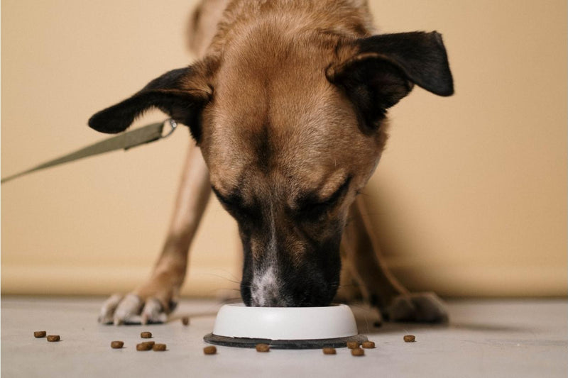 Belgian Malinois eating kibbles