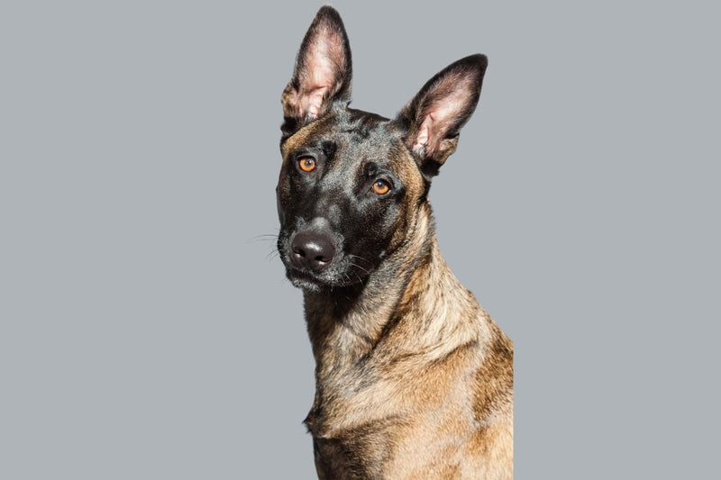 Malinois Dog in a gray background